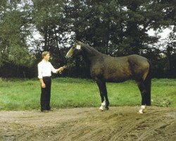 broodmare Notre Dame (Hanoverian, 1975, from Nomade)