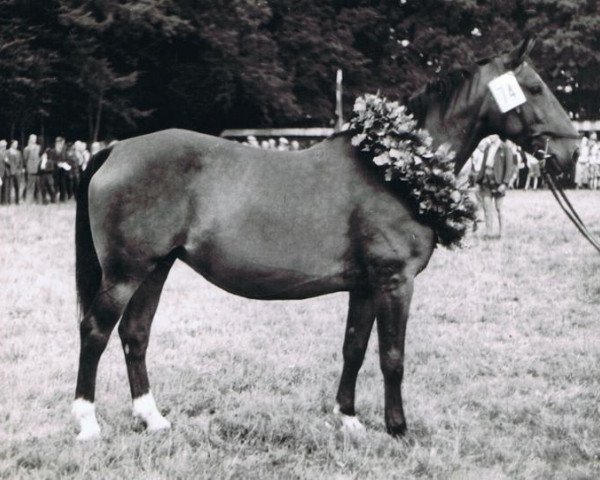 broodmare Fluepha (Hanoverian, 1943, from Fluegeladjutant)