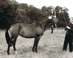 broodmare Alpglocke (Hanoverian, 1963, from Abhang I)