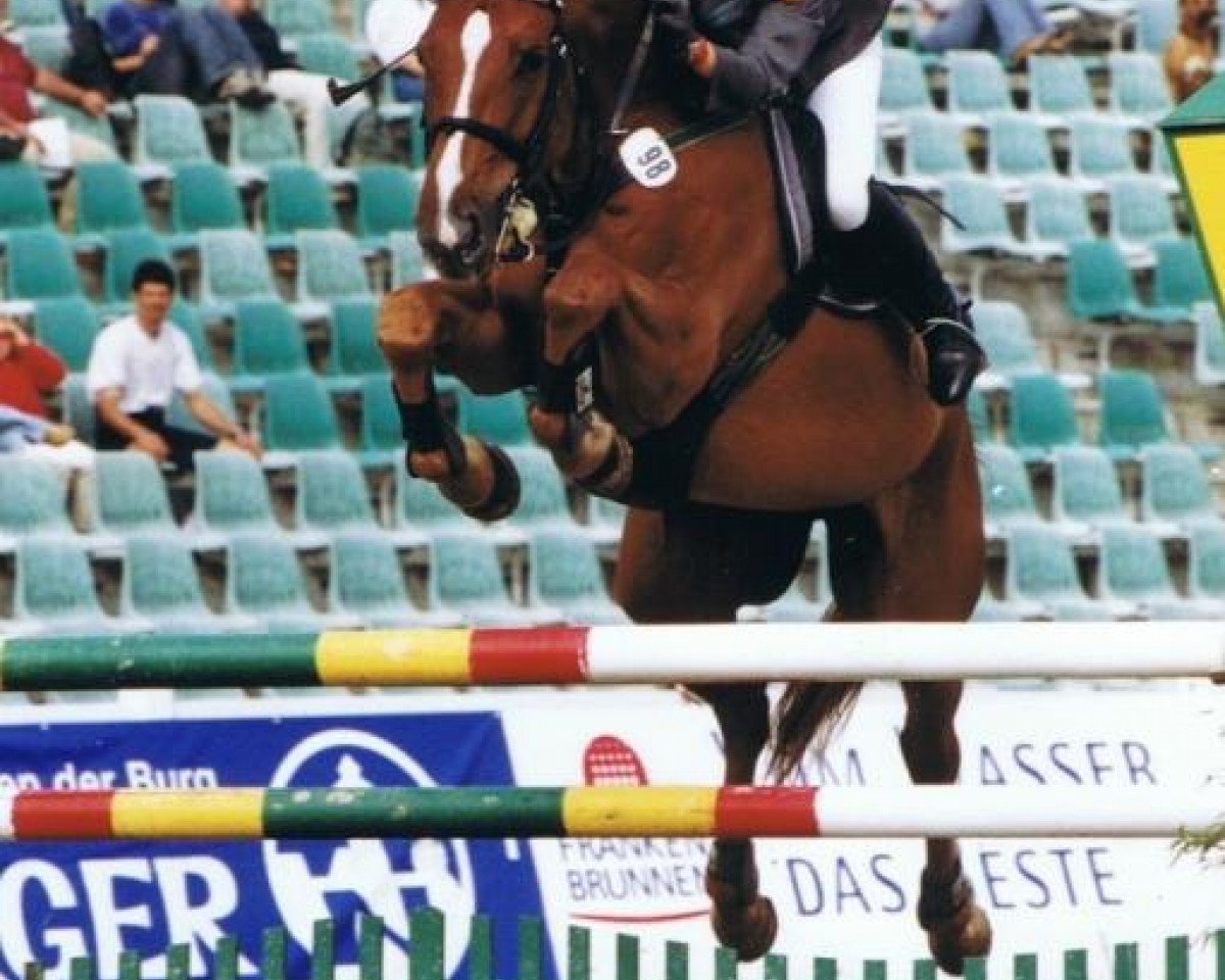 horse Cordano 9 (Hanoverian, 1995, from Cordalme Z)