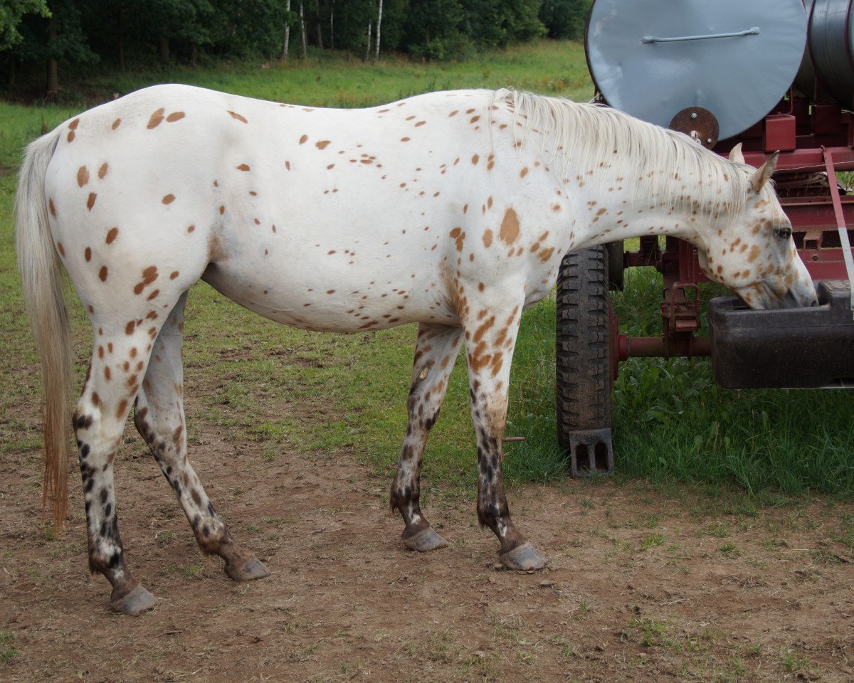 Pferd IHR Saint Arrow (Appaloosa, 2012, von IHR Fire B Golden)