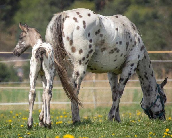 Zuchtstute Foxcess Princess Annie (Appaloosa, 2007)