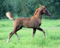 dressage horse Placidus (Finnish Warmblood, 2014, from Jean Baptiste Carrus 165 FIN)