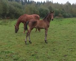 dressage horse Swamphill Platinium (Finnish Warmblood, 2015, from E.H. Millennium)