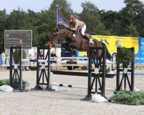 jumper Luana de Sanem (Luxembourg horse, 2009, from Lancer II)