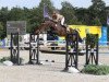 jumper Luana de Sanem (Luxembourg horse, 2009, from Lancer II)