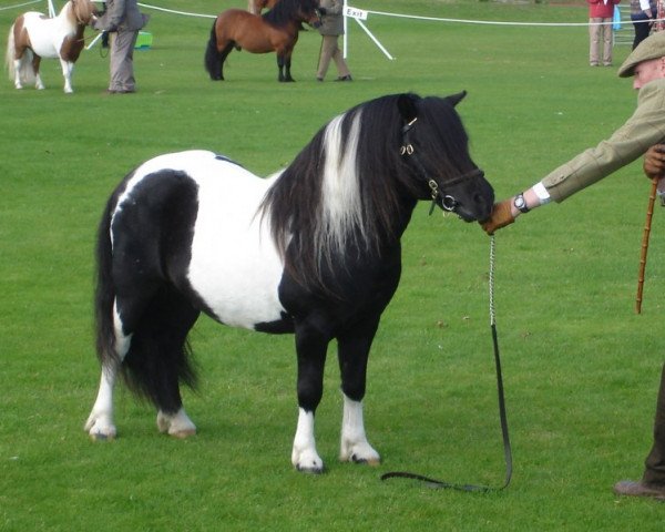Deckhengst HRE Bigton (Shetland Pony, 1997, von Paddy of Quendale)