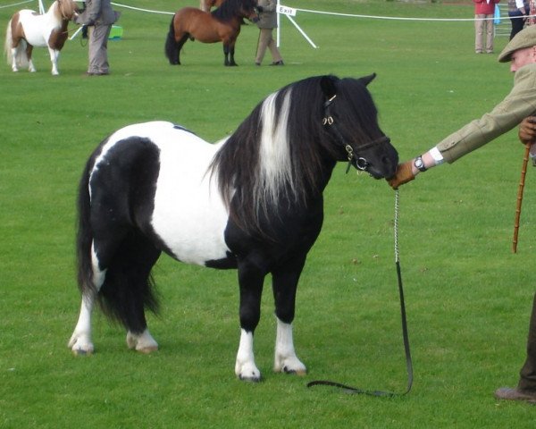 stallion HRE Bigton (Shetland Pony, 1997, from Paddy of Quendale)