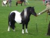 stallion HRE Bigton (Shetland Pony, 1997, from Paddy of Quendale)