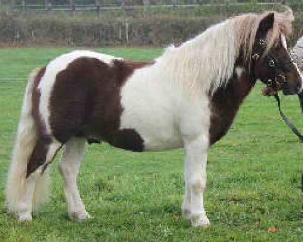 stallion Asterix Schueracher (Shetland Pony, 2010, from HRE Bigton)