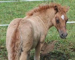 broodmare Whiteside Alexa (Shetland Pony, 2015, from Asterix Schueracher)