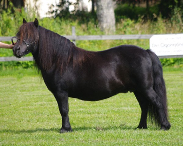 Zuchtstute Phoebe (Shetland Pony, 2016, von Surprise van Dorpzicht)