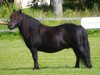 broodmare Phoebe (Shetland Pony, 2016, from Surprise van Dorpzicht)