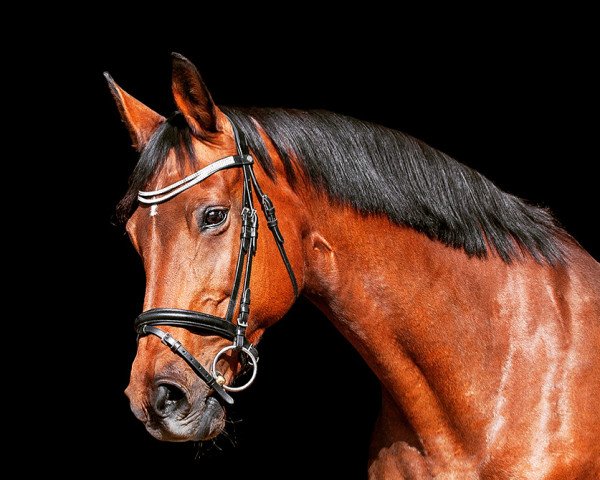 broodmare Chareen (Hanoverian, 2000, from Contucci CWS)