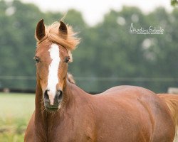 Zuchtstute Voytana (Deutsches Reitpony, 2009, von Voyager 2)