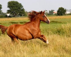 broodmare Patsy Girl (German Riding Pony, 2004, from Sweet Dream SF)