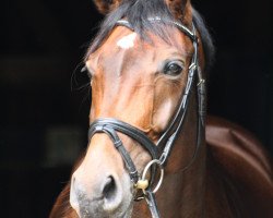 broodmare Fee O'Mee (Holsteiner, 2008, from Florestan I)