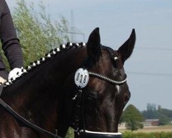 dressage horse Nicolina 8 (Westphalian, 2006, from Niclas xx)