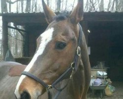 broodmare Urta 2 (KWPN (Royal Dutch Sporthorse), 2001, from Fundy du Mont)