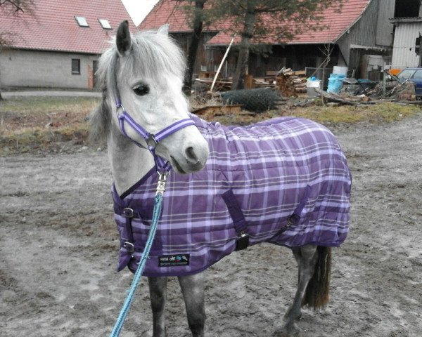 Zuchtstute L'amour (Welsh Mountain Pony (Sek.A), 2012)