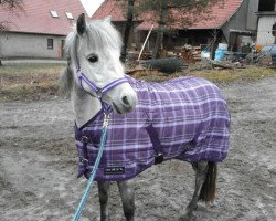 broodmare L'amour (Welsh mountain pony (SEK.A), 2012)