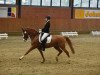 broodmare Dina S (German Riding Pony, 2005, from Dornik B)