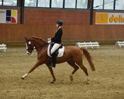 broodmare Dina S (German Riding Pony, 2005, from Dornik B)