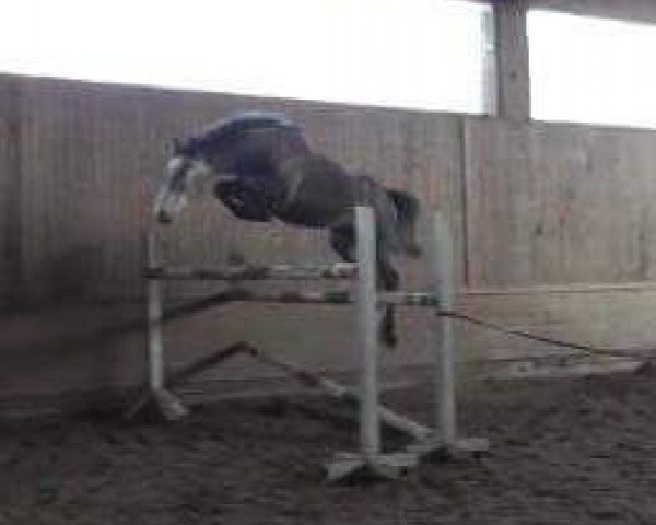 Springpferd Jamiro (Holsteiner, 2009, von Joliot)