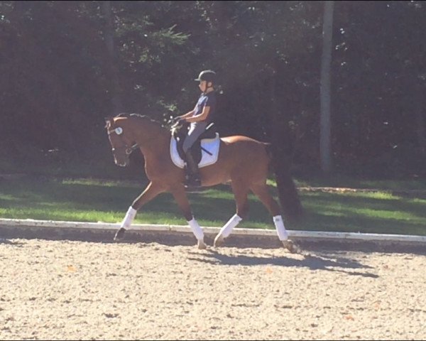 dressage horse Neymar Junior (German Riding Pony, 2009, from Heidbergs Nancho Nova)