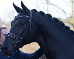 stallion Fuerst Furioso (Hanoverian, 2013, from Bretton Woods)