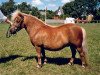 broodmare Hojlunds Madinell (Shetland Pony,  , from Skovlundens Ivanhoe)
