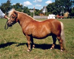 Zuchtstute Hojlunds Madinell (Shetland Pony,  , von Skovlundens Ivanhoe)