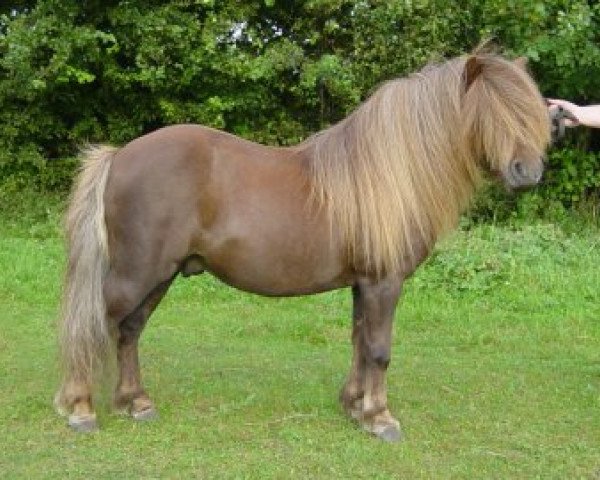 Deckhengst Stjernens Chivas (Shetland Pony,  , von Winston v.d. Viersprong)