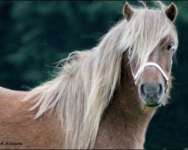 broodmare Hojlunds Madibess (Shetland Pony, 2004, from Stjernens Chivas)