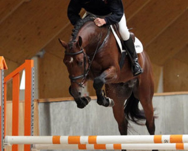 stallion Etoulon VDL (KWPN (Royal Dutch Sporthorse), 2009, from Toulon)
