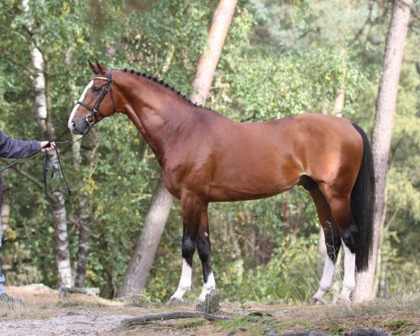 Springpferd Dexter R (Koninklijk Warmbloed Paardenstamboek Nederland (KWPN), 2008, von Namelus R)