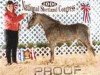 broodmare Royal Lacey Lady (American Classic Shetler. Pony,  , from Royal Alice Boy)
