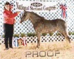 Zuchtstute Royal Lacey Lady (American Classic Shetl. Pony,  , von Royal Alice Boy)