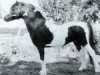 stallion ZJ's Windwalker (American Classic Shetler. Pony, 1992, from Wink's Showdeo Kid II)
