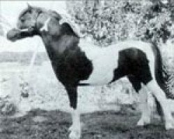 stallion ZJ's Windwalker (American Classic Shetler. Pony, 1992, from Wink's Showdeo Kid II)