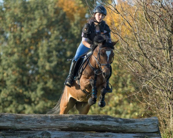 jumper Shirley 125 (German Riding Pony, 2006, from Chardonnay)