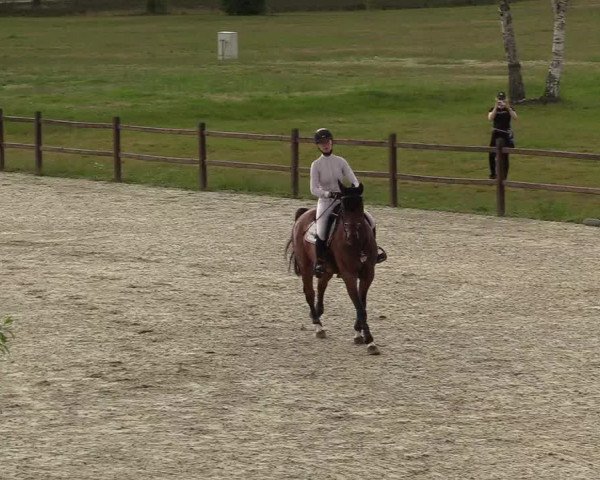 Reitturnier Westergellersen 2020