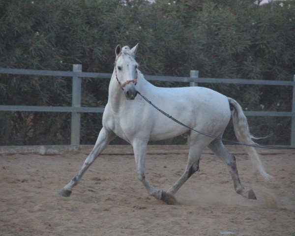 Pferd Desliz (Pura Raza Espanola (PRE), 2007)