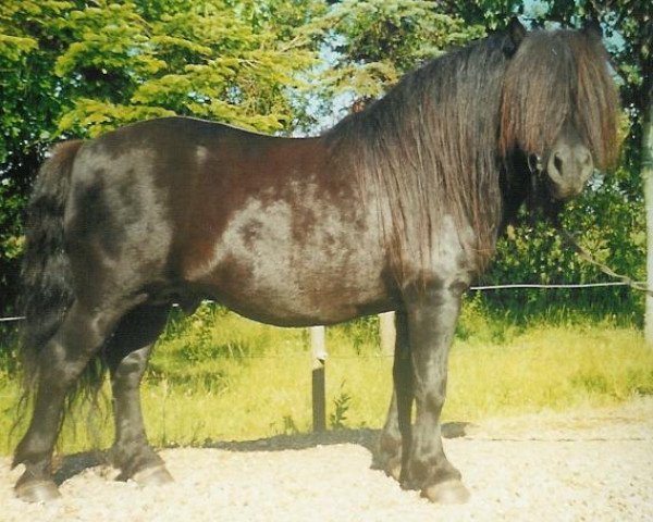 stallion Waulkmill Shian (Shetland Pony, 1985, from Spool of Marshwood)