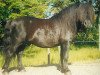 stallion Waulkmill Shian (Shetland Pony, 1985, from Spool of Marshwood)