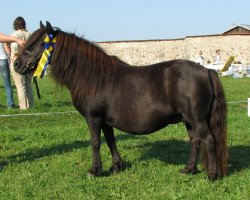 Zuchtstute Ciska van het Broek (Shetland Pony, 1988, von Nico van de Poelwijklaan)