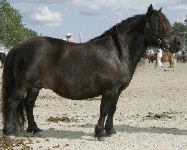 Zuchtstute Stjernens Calypso (Shetland Pony, 2001, von Skovlundens Louie)