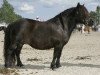 Zuchtstute Stjernens Calypso (Shetland Pony, 2001, von Skovlundens Louie)
