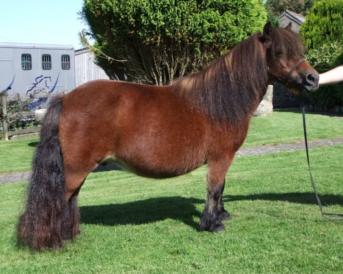 Zuchtstute Ultra of Knowe (Shetland Pony, 1993, von Tirval of Quendale)