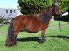 Zuchtstute Ultra of Knowe (Shetland Pony, 1993, von Tirval of Quendale)